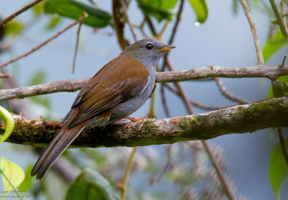 Andean Solitaireadult, identification