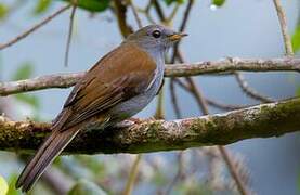 Andean Solitaire