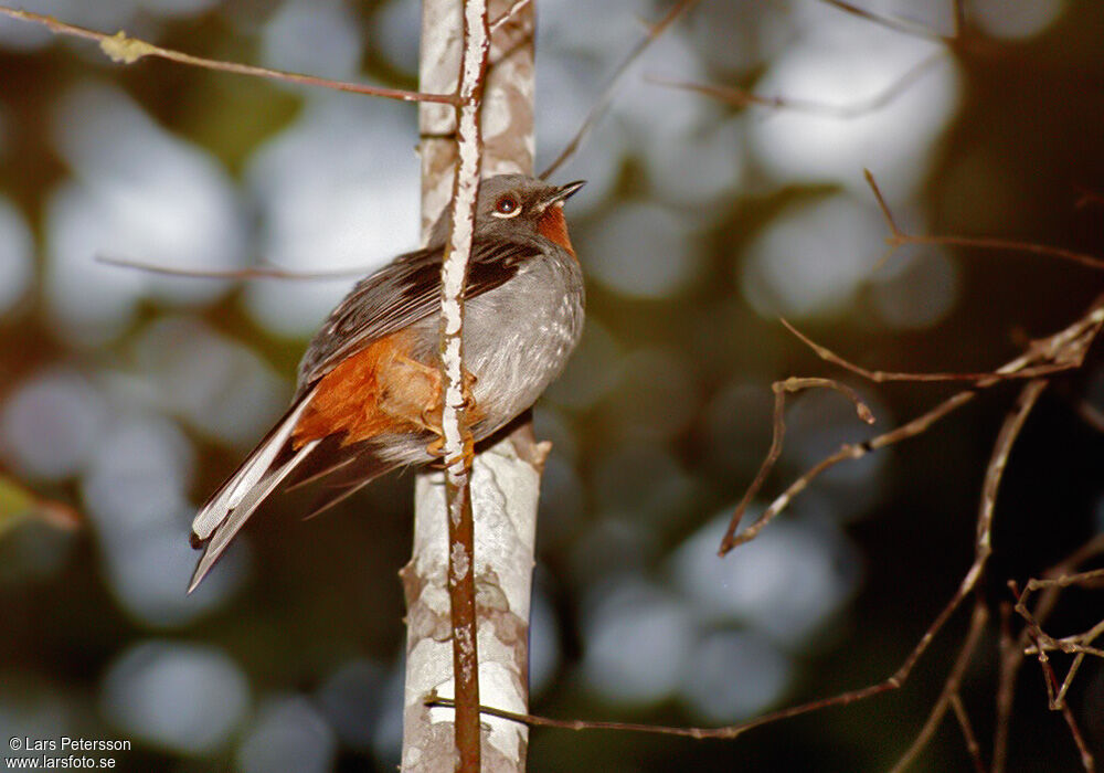 Rufous-throated Solitaire