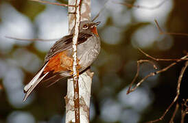 Rufous-throated Solitaire