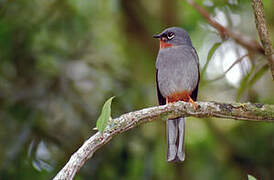 Rufous-throated Solitaire