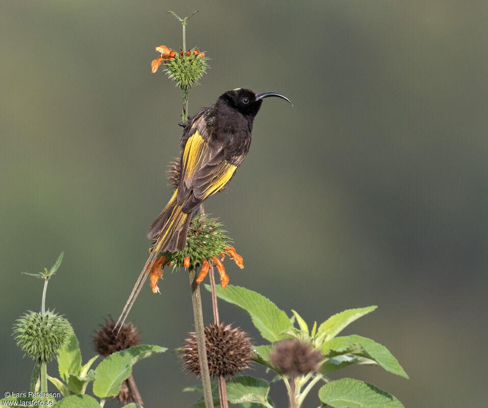 Golden-winged Sunbird