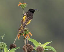 Golden-winged Sunbird