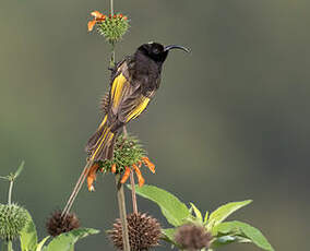 Souimanga à ailes dorées