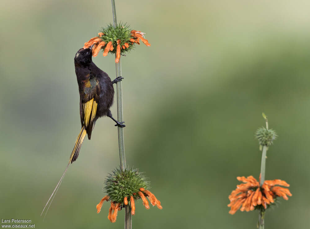 Souimanga à ailes dorées mâle adulte, mange