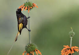 Golden-winged Sunbird