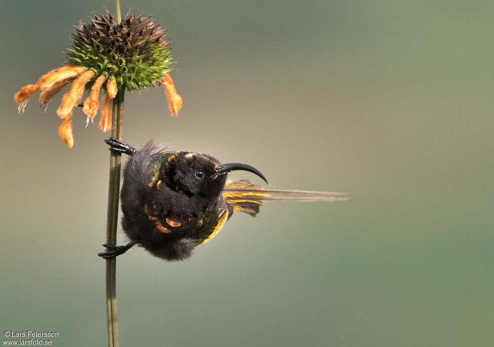 Souimanga à ailes dorées