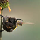 Souimanga à ailes dorées