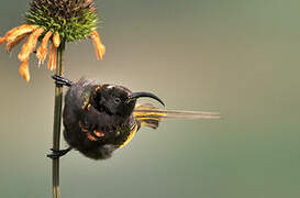 Golden-winged Sunbird