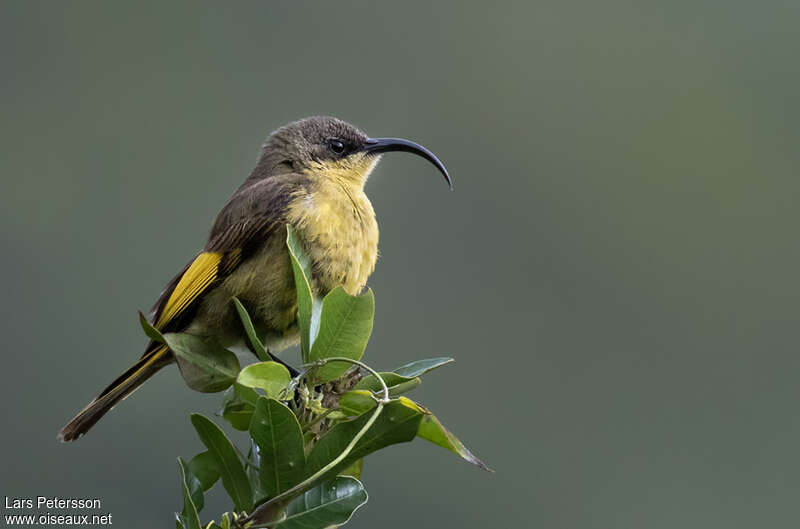 Golden-winged Sunbird female adult, identification