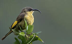 Golden-winged Sunbird