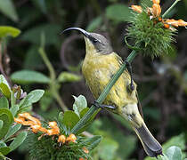 Golden-winged Sunbird