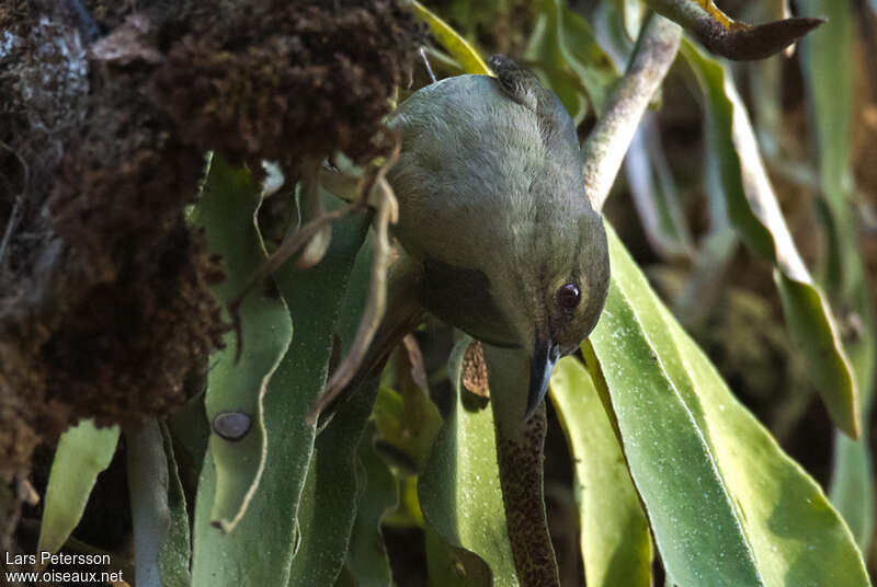 Grey-chinned Sunbird female, close-up portrait
