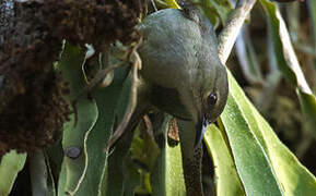 Yellow-chinned Sunbird