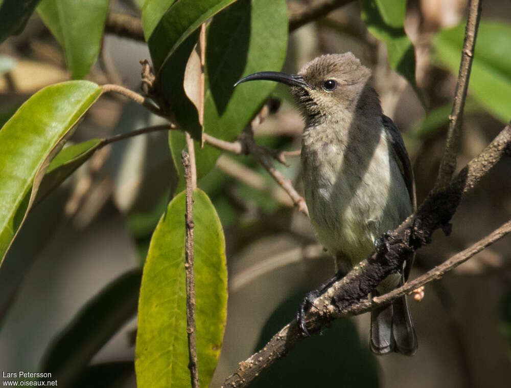 Red-chested Sunbird female adult, identification