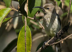 Red-chested Sunbird