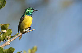 Collared Sunbird