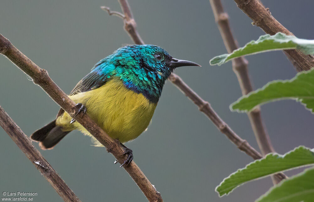 Collared Sunbird