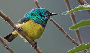 Collared Sunbird