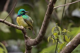 Collared Sunbird