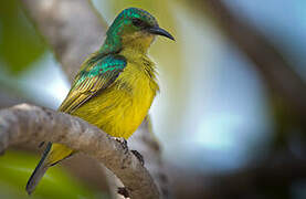 Collared Sunbird