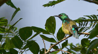 Collared Sunbird