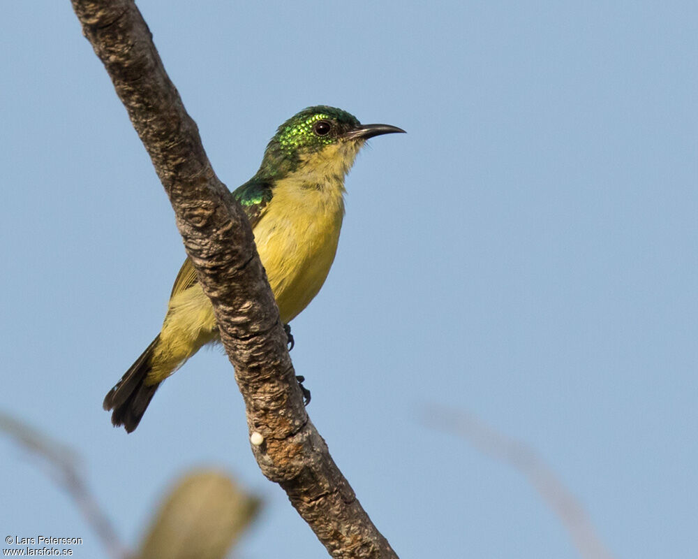 Collared Sunbird