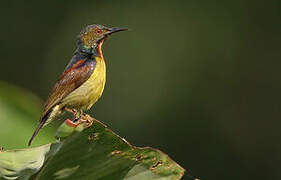 Brown-throated Sunbird