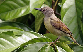 Brown-throated Sunbird