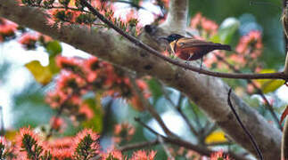 Buff-throated Sunbird