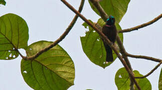 Green-throated Sunbird