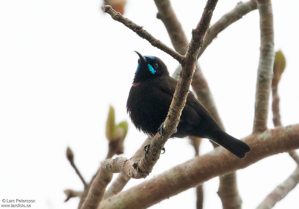 Green-throated Sunbird