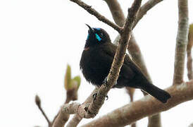 Green-throated Sunbird