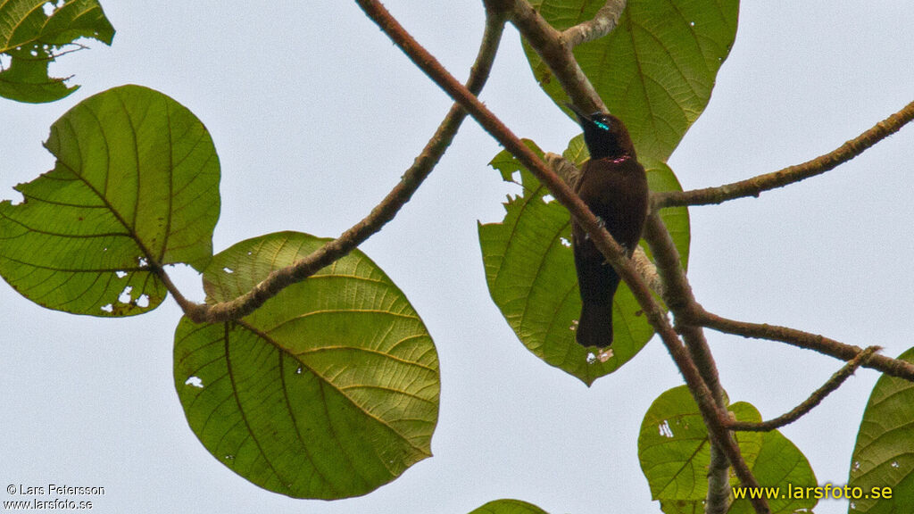 Green-throated Sunbird