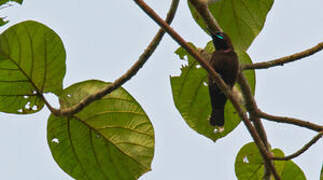 Green-throated Sunbird