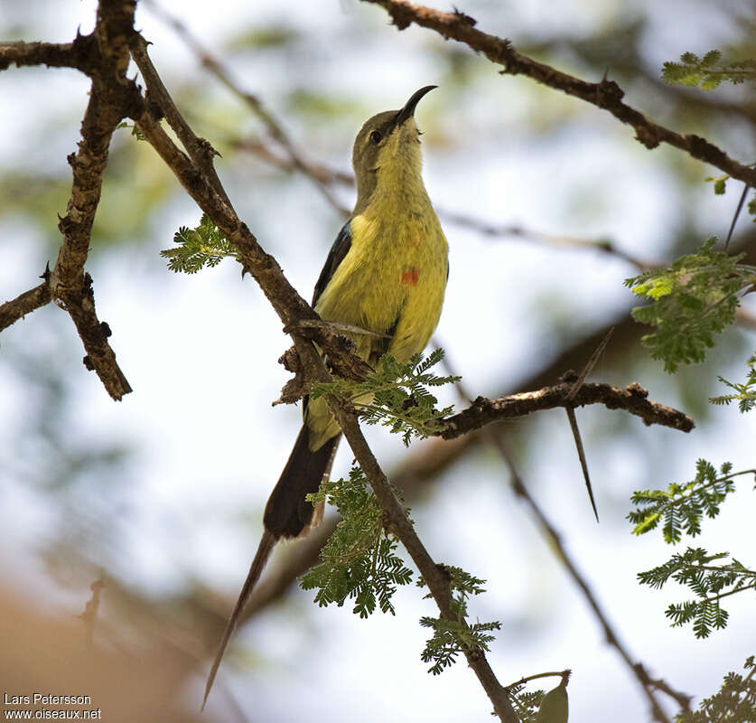 Beautiful Sunbird male First year, identification