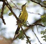 Beautiful Sunbird