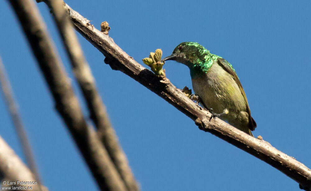 Grey-chinned Sunbird male adult, eats