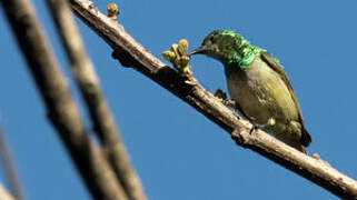 Grey-chinned Sunbird