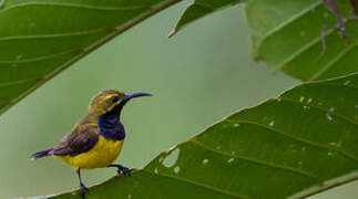 Sahul Sunbird