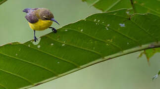 Sahul Sunbird