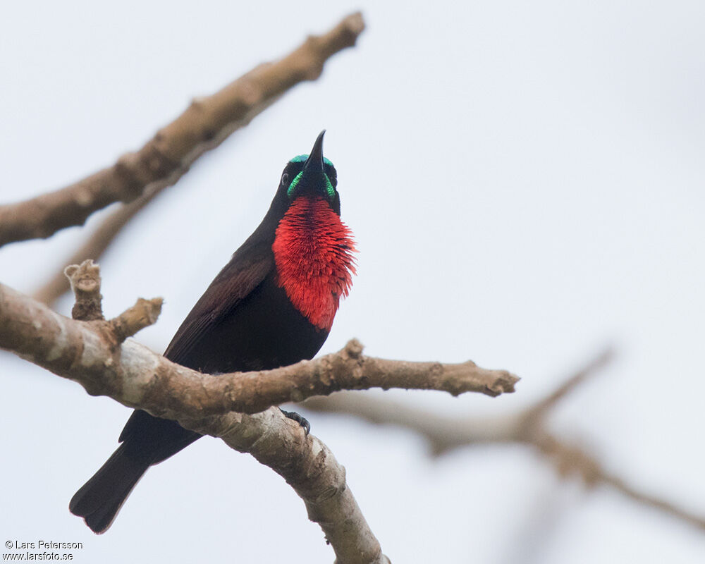 Scarlet-chested Sunbird