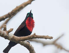 Scarlet-chested Sunbird