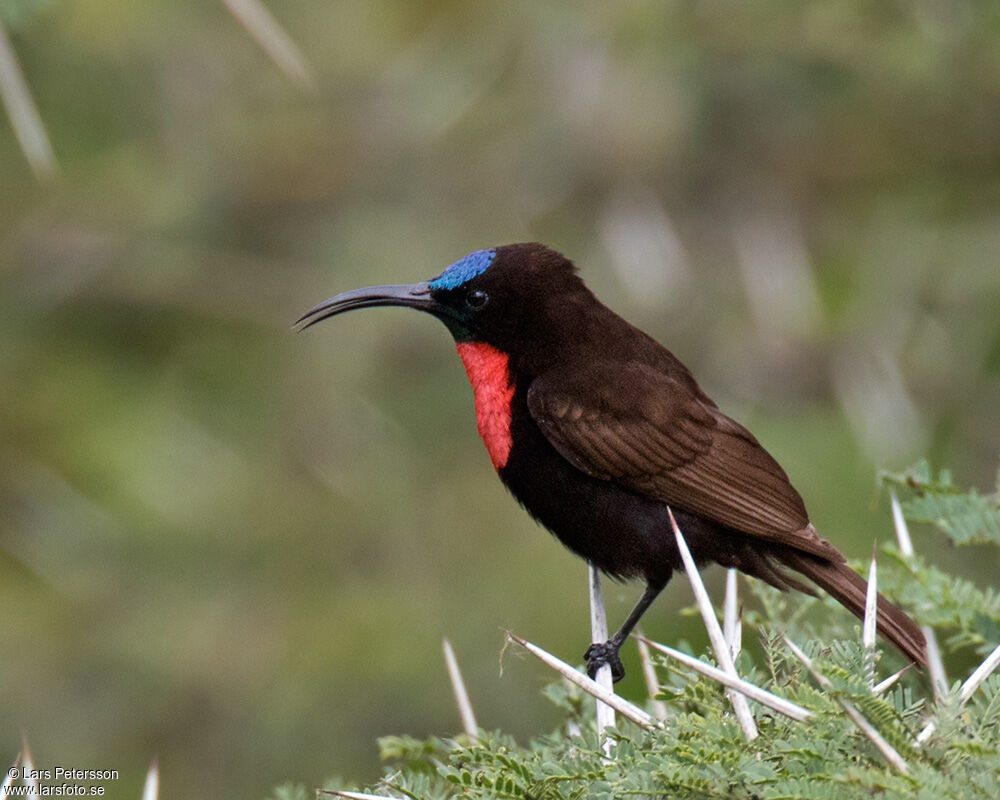 Souimanga à poitrine rouge