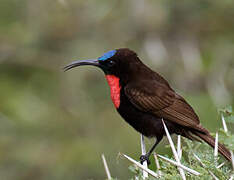 Scarlet-chested Sunbird