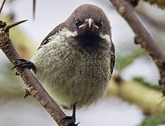 Scarlet-chested Sunbird