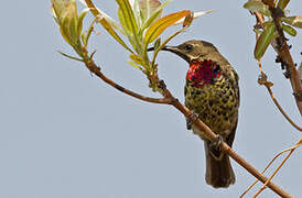 Scarlet-chested Sunbird