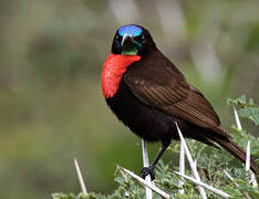 Scarlet-chested Sunbird