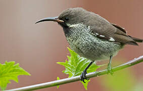 Scarlet-chested Sunbird