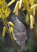 Scarlet-chested Sunbird